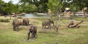 Natuur of cultuur. De Sedgwick County Zoo is een door AZA-geaccrediteerd wildlife park in Wichita, Kansas, de Verenigde Staten van Amerika.