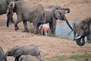 PIC BY NICKI COERTZE/ CATERS NEWS - (PICTURED: The adorable baby pink elephant with its herd.) - When you first glance at this photo youd be forgiven for thinking your eyes were playing tricks on you but no, this really is a PINK ELEPHANT! With his bright pink ears flapping in the wind, the tiny calf was spotted drinking from a river with its mother at Kruger National Park. The pink calf is believed to be an albino, an extremely rare phenomenon amongst African elephants. The rare sighting was made by tourist Nicki Coertze, 58, while on safari with his family in Shingwedzi.- SEE CATERS COPY