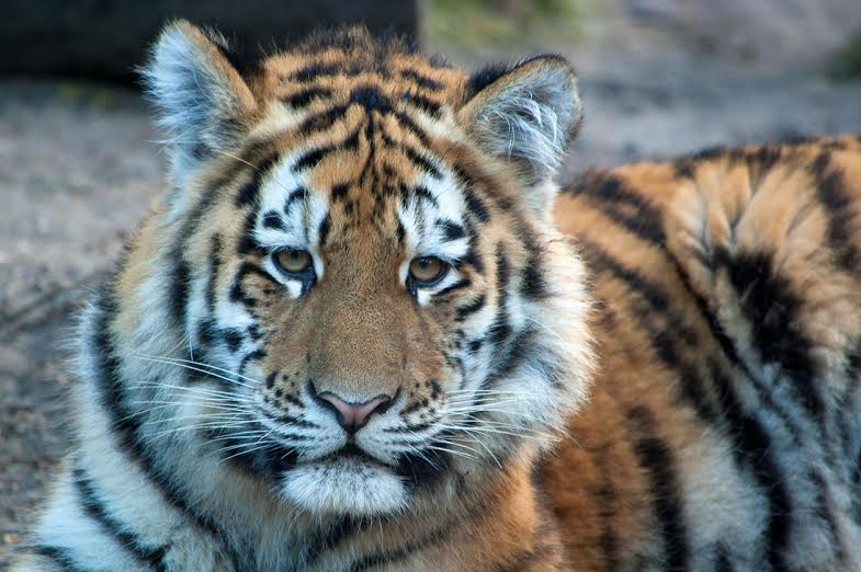 Tijger unnamed