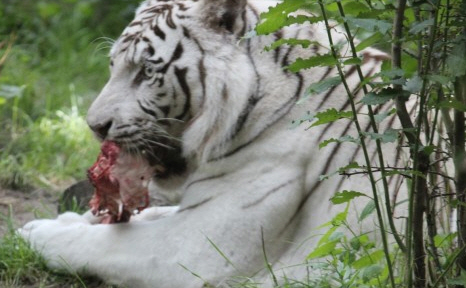 wat eten om aan te komen in gewicht
