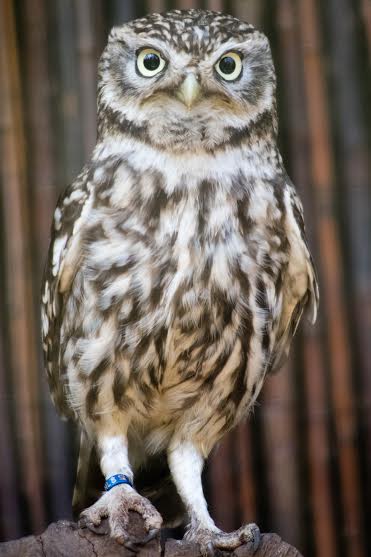 Dag meneer de uil - Marjo Hoedemaker Elephant Foundation